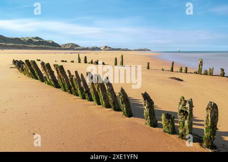 Der Rattray Head Lighthouse steht über den tückischen Sandbänken von Rattray Head, wo die Skelettreste hölzerner Schiffswracks als ein Wächter dienen Stockfoto