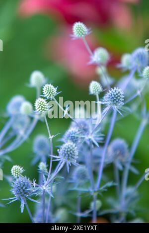 Eryngium planum, die blaue Eryngo oder flachseeholly, ist eine Pflanze aus der Familie der Apiaceae Stockfoto