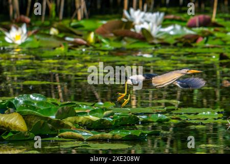 Fliegende kleine Bitterkeit (Ixobrychus minutus / Ardea minuta), erwachsener Rüde, der im Frühjahr von Seerosenpolstern im Marschland abhebt Stockfoto