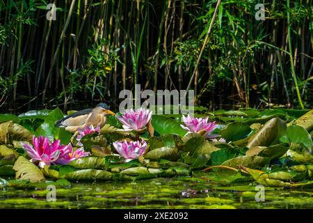 Gewöhnliche kleine Bitterkeit (Ixobrychus minutus / Ardea minuta), erwachsener männlicher Mann, der im Frühjahr zwischen Seerosen/Wasserlilen im Sumpfgebiet ruht Stockfoto