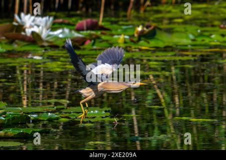 Fliegende kleine Bitterkeit (Ixobrychus minutus / Ardea minuta), erwachsener Rüde, der im Frühjahr von Seerosenpolstern im Marschland abhebt Stockfoto