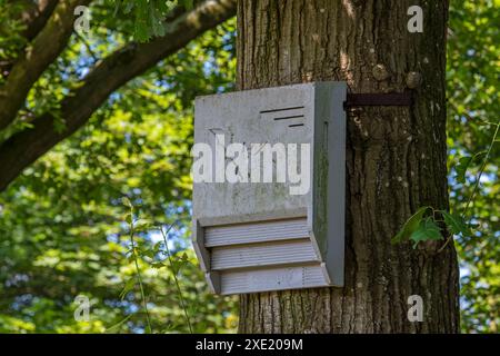 Beton Fledermauskasten / Fledermaushaus / künstlicher Schlafplatz für Fledermäuse, die am Baumstamm im Wald im Naturschutzgebiet befestigt sind Stockfoto