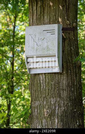 Beton Fledermauskasten / Fledermaushaus / künstlicher Schlafplatz für Fledermäuse, die am Baumstamm im Wald im Naturschutzgebiet befestigt sind Stockfoto