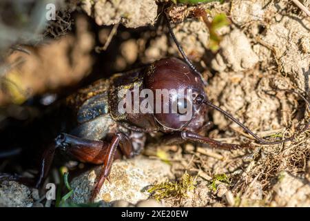 Feldgrille (Gryllus campestris) kurz nach dem Häuten. Nahaufnahme. Details. Stockfoto