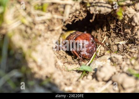 Feldgrille (Gryllus campestris) kurz nach dem Häuten. Nahaufnahme. Details. Stockfoto