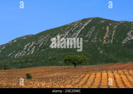 Blick auf den Naturpark Arrabida mit einem Weinberg und einsamer Korkeiche im Vordergrund. Azeitao, Setubal, Portugal Stockfoto