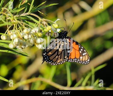 Ein Monarch-Schmetterling - Danaus plexippus, der sich von afrikanischem Milchgras in Blüte ernährt. Seltene Sichtung in Oeiras, Portugal. Familie der Nymphalidae. Stockfoto