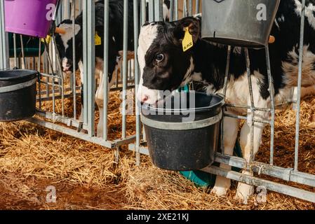 Kleines Kalb mit gelben Ohrmarken, das in einem Käfig in einer sonnigen Viehscheune auf dem Bauernhof auf dem Land steht und in die Kamera blickt. Rinderrasse Stockfoto