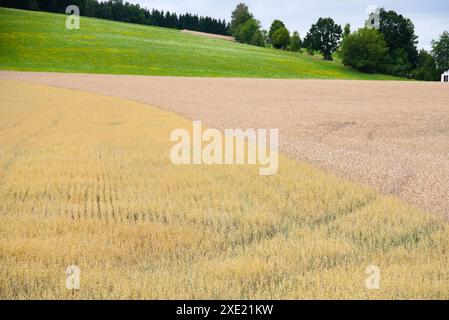 Getreidefelder mit Hafer und Futterkorn Triticale - Landwirtschaft Stockfoto
