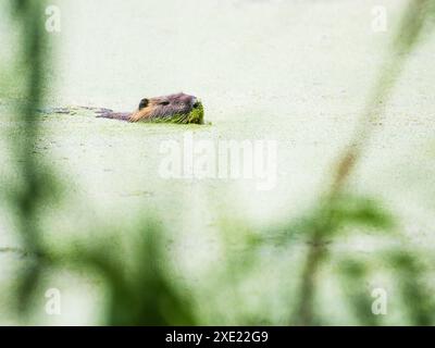 Nährstoffe in einem Teich, der Algue isst Stockfoto