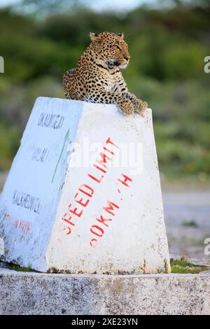 Ein Leopard auf einem Wegweiser im Etosha Nationalpark in Namibia Stockfoto