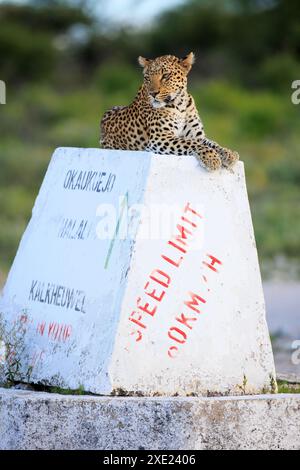 Ein Leopard auf einem Wegweiser im Etosha Nationalpark in Namibia Stockfoto