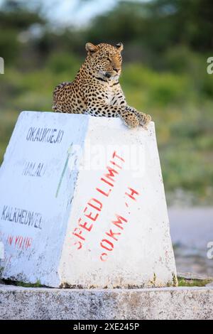 Ein Leopard auf einem Wegweiser im Etosha Nationalpark in Namibia Stockfoto