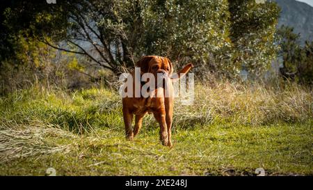 Ein Mastiff-Hund, der an einem sonnigen Tag auf einem grasbewachsenen Feld mit Bäumen und Bergen im Hintergrund steht Stockfoto