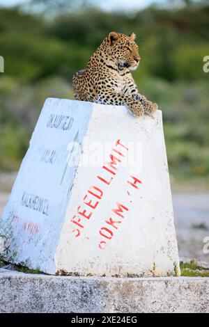 Ein Leopard auf einem Wegweiser im Etosha Nationalpark in Namibia Stockfoto