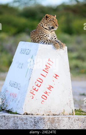 Ein Leopard auf einem Wegweiser im Etosha Nationalpark in Namibia Stockfoto