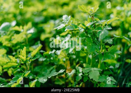 Nahaufnahme von frischem dickem Gras mit Wassertropfen am frühen Morgen. Großaufnahme von üppigem, ungeschnittenem grünem Gras mit weichen Tautropfen Stockfoto