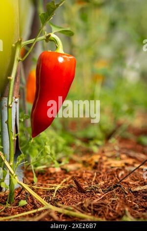 Reife, rote Paprika auf einem Busch in einem Gewächshaus oder Garten Stockfoto