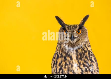 Eule-Nahaufnahme, die in die Kamera schaut. Ein Tier, niemand, Konzept für Wildnis und Wildtiere. Stockfoto