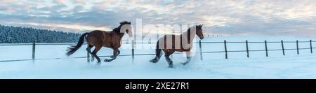 Zwei braune Westfälische Pferde laufen in einem verschneiten Feld mit schönem bewölktem Himmel im Sauerland Stockfoto