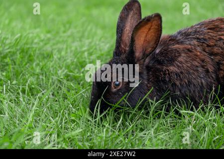 Kaninchen mit großen Ohren, die im Garten auf dem Rasen spazieren. Stockfoto