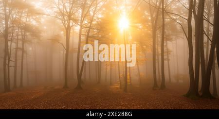 Die goldenen Farbtöne des Sonnenaufgangs bringen Wärme in die nebeligen, herbstlichen Wälder. Stockfoto