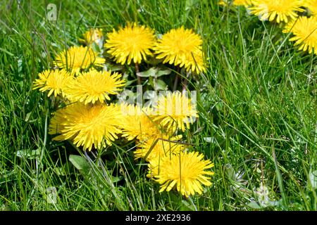 Löwenzahn oder Löwenzahn (taraxacum officinale), Nahaufnahme einer kleinen Gruppe der gewöhnlichen gelben Blume oder des Unkrauts, die im getrimmten Gras eines Parks wächst Stockfoto