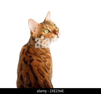 Die bengalische Katze auf weißem Hintergrund sieht seitlich aus. Stockfoto