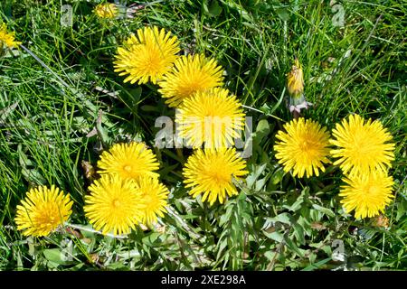 Löwenzahn oder Löwenzahn (taraxacum officinale), Nahaufnahme einer kleinen Gruppe der gewöhnlichen gelben Blume oder des Unkrauts, die im getrimmten Gras eines Parks wächst Stockfoto