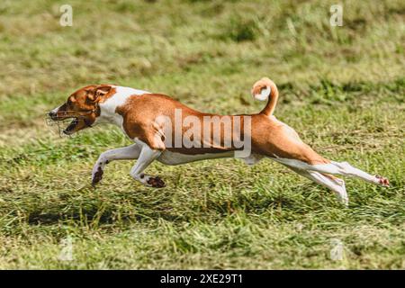 Basenji-Hund Moment des Laufens und Fliegens auf grünem Feld mit voller Geschwindigkeit Stockfoto