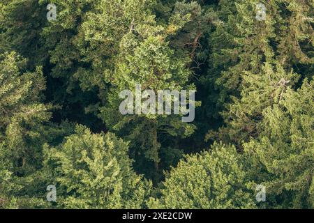 Ein Blick über einen Nadelwald Stockfoto