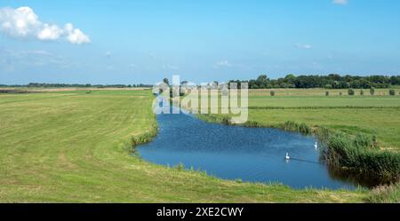 Wiesen, Kanal und Schwäne im Nationalpark weerribben wieden am sonnigen Sommertag in der niederländischen Provinz overijssel Stockfoto