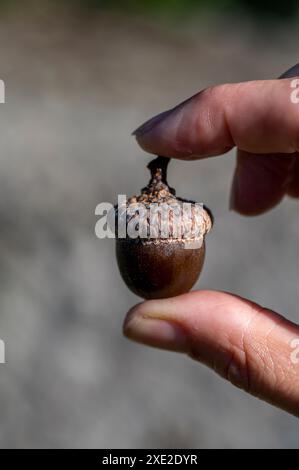 Frau, die eine einzige Eiche in den Fingern hält. Quercus rubra-Eichel. Stockfoto