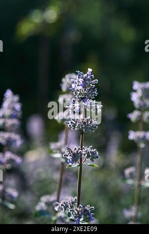 Blühende lila Basilikumblüten unter natürlichen Bedingungen in der Natur. Stockfoto