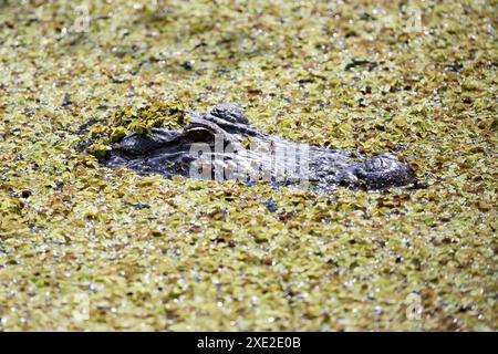 Alligator im Wasser Stockfoto