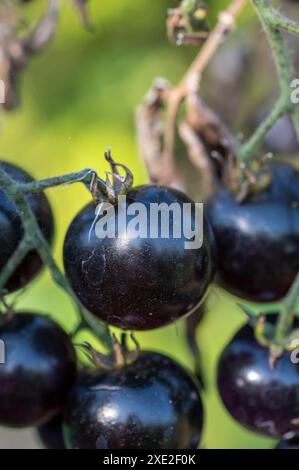 Schwarze Bio-Tomaten, die auf dem Zweig im Gemüsegarten wachsen. Stockfoto