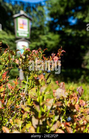 Wandern auf dem Grenzweg im Nationalpark Bayerischer Wald 2 Stockfoto