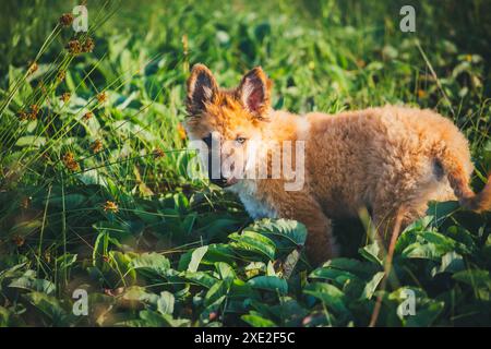 Westerwälder Kuhhhund Stockfoto