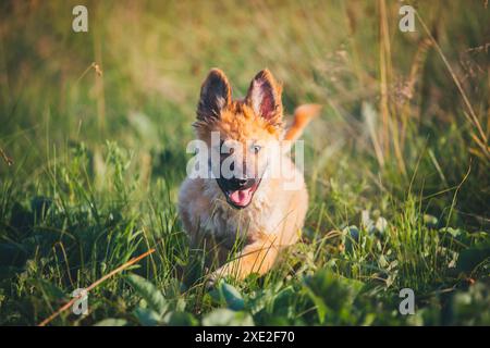 Westerwälder Kuhhhund Stockfoto