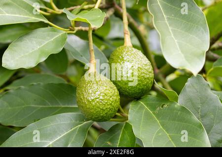 Nahaufnahme von zwei frischen Avocados, die auf dem Baum wachsen Stockfoto