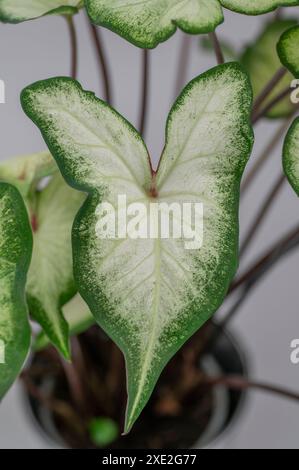 Caladium bicolor isoliert auf weißem Hintergrund. Elefantenohr, Herz Jesu oder Engelsflügel Blätter. Stockfoto