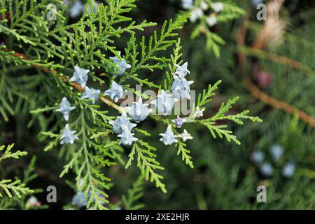 Junge grüne weibliche Kegel von chinesischem Thuja. Platycladus orientalis. Zweig mit neuen unreifen Samen im Frühjahr. Immergrüner Nadelbaum in Zypresse Stockfoto