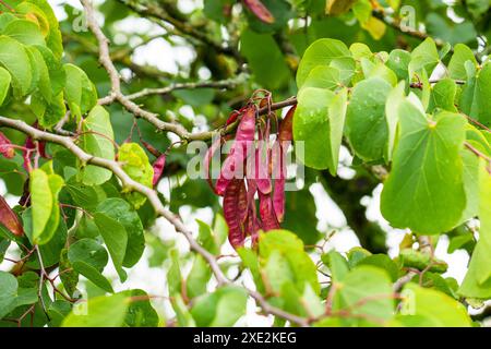 Hellrote Schoten eines Judas-Baumes mit grünen Blättern. Cercis-Siliquastrum Stockfoto