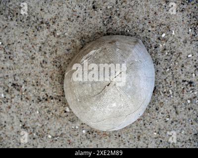 Fossile Seeigel im Ostseeraum aus der paläogenen und neogenen Zeit entstanden durch Sedimentablagerungen. Stockfoto