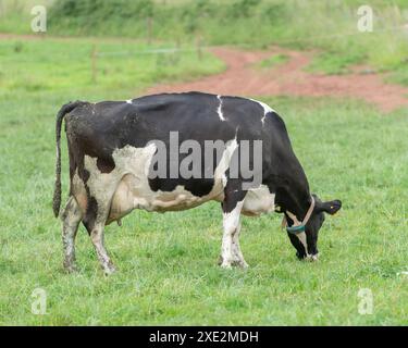 Friesische Milchkuh, die einen Coller trägt, weidet Stockfoto