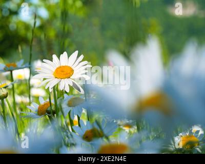 Eine einzelne Gänseblümchenblümchenblume hebt sich in einem Feld aus verschwommenen weißen Gänseblümchen hervor und zeigt die Schönheit der schlichten Eleganz der Natur. Stockfoto
