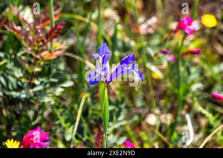 Violet Iris xiphium, bekannt als die spanische Iris an der Algarve Küste in Portugal. Sie ist eine Iris aus Spanien und Portugal. Stockfoto