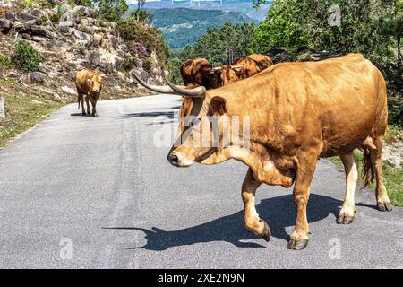 Die Cachena-Kuh im Nationalpark Peneda-Geres in Nordportugal. Es handelt sich um eine traditionelle portugiesische Bergrinderrasse, die sich hervorragend für ihr Fleisch und ihre Tracti eignet Stockfoto