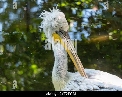 Weißer Pelikan (Pelecanus onocrotalus), auch bekannt als östlicher weißer Pelikan Stockfoto