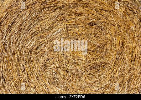 Ländliche Landschaft Goldener Strohtextur Hintergrund, Nahaufnahme Stockfoto